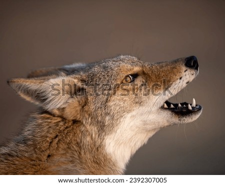 Coyotes are highly adaptable canids found throughout North America. They're known for their distinctive yipping and howling sounds, often heard in the wild.