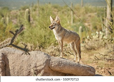 Coyotes In Sonoran Desert In Arizona, USA