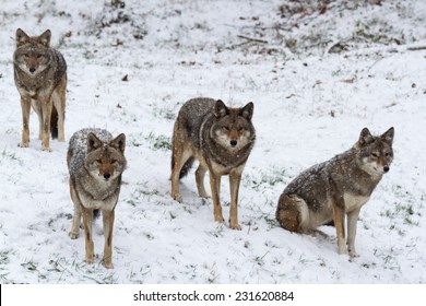 4,285 Gray coyote Images, Stock Photos & Vectors | Shutterstock