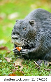 Coypu