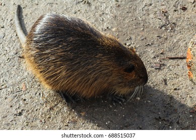 29 Coypu Pups Images, Stock Photos & Vectors | Shutterstock