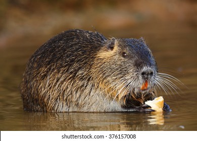 Coypu Is Eating 