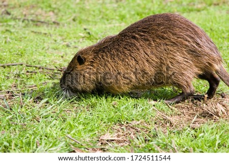 Similar – Image, Stock Photo nutria Nature Animal Pelt