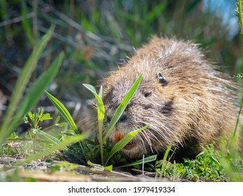 2,308 Swamp rat Images, Stock Photos & Vectors | Shutterstock