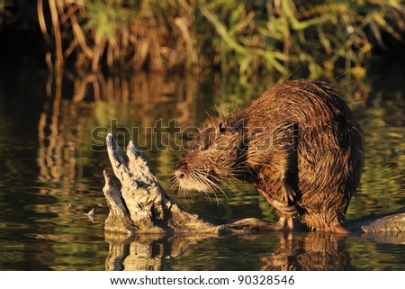 Coypu (Myocastor coypus) or river rat having a wash