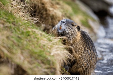 Coypu, Myocastor coypus, sits in front of burrow in river bank. Nutria showing orange teeth. Large rodent also known as nutria, swamp beaver or beaver rat. Invasive species. Native to South America.