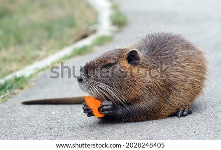 Coypu. nutria eats carrots close-up. nutria in the park. 