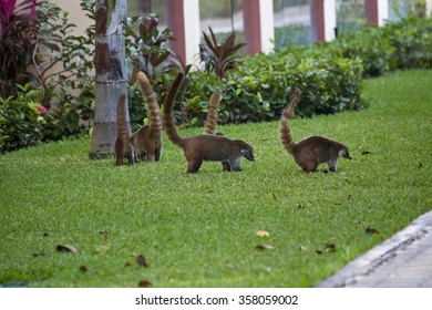 Cozumel Raccoons Seaking For Food At Park
