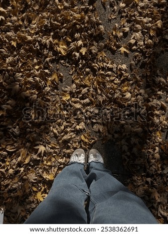 Similar – brown Autumn Cold Leaf Dry