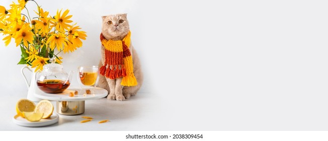 Cozy autumn banner with cute cat. Funny cat wearing knitted scarf, hot teapot, two cups of tea, and a yellow flowers bouquet on white background. Autumn, fall, tea party, hygge concept. Copy space - Powered by Shutterstock