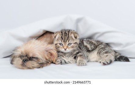Cozy Brussels Griffon puppy sleeps with tiny kitten under warm blanket on a bed at home  - Shutterstock ID 2149663771