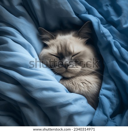 Cozy Catnaps: Snuggling into Dreamland