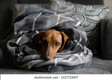 Cozy Dog Wrapped Blankets Dachshund Wiener Stock Photo 1527723497 ...