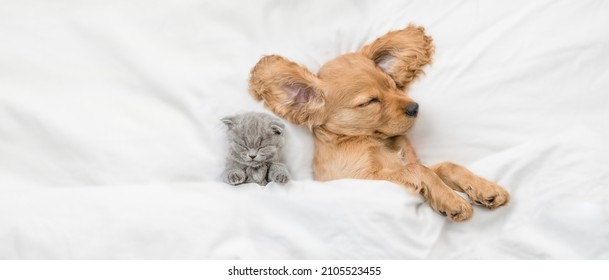 Cozy English Cocker spaniel puppy and tiny tabby kitten sleep together under white warm blanket on a bed at home. Top down view. Empty space for text - Powered by Shutterstock