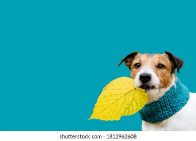 Cozy Fall Season Concept With Pet Dog Holding In Mouth Colorful Leaf
