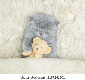 Cozy Fold Kitten Sleeps With Favorite Toy Bear Under Furry Blanket On A Bed At Home. Top Down View