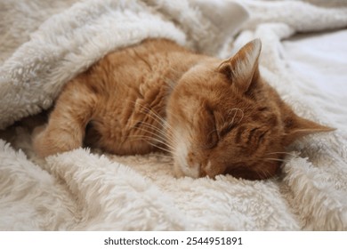 Cozy Ginger Cat Sleeping Peacefully on Soft Blanket - Adorable Pet Photography - Powered by Shutterstock