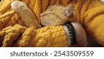 Cozy ginger cat snuggling sweater 2