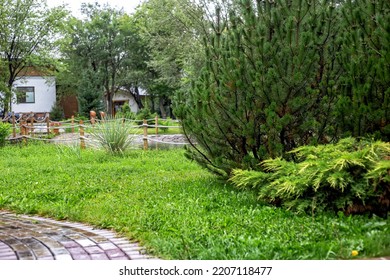 Cozy Green Glade With Trees In Summer