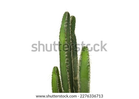 Cozy hobby - growing house plants, cactus, isolated on white background