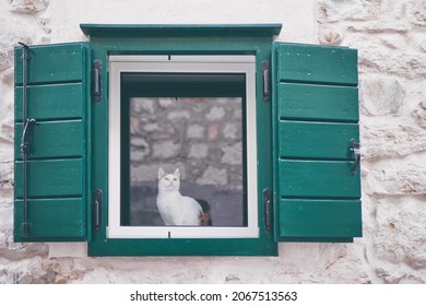 Cozy home. White cat sitting at green window. - Powered by Shutterstock