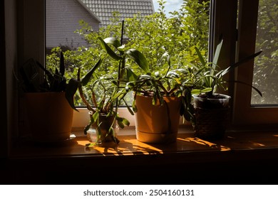 Cozy indoor plants on a sunlit wooden windowsill with lush green foliage and serene outdoor view, perfect for home decor and tranquility themes. - Powered by Shutterstock