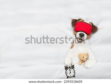 Cozy jack russell terrier puppy wearing sleeping mask sleeps with toy bear  and alarm clock under white blanket on a bed at home. Top down view