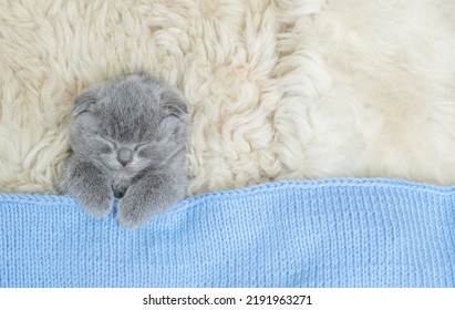 14,101 Fuzzy kitten Images, Stock Photos & Vectors | Shutterstock