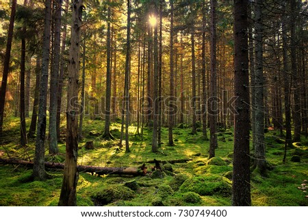 Similar – Image, Stock Photo Pine forest against the light