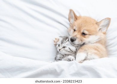 Cozy Pembroke Welsh corgi puppy sleep with tiny tabby fold kitten under white warm blanket on a bed at home. Top down view. Empty space for text