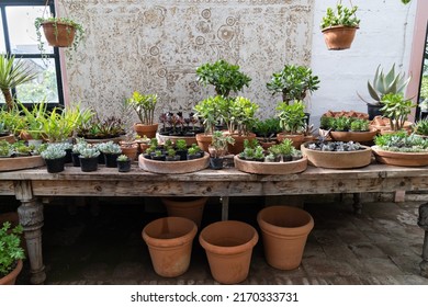 Cozy plant store with planter pots on wooden showcase and terracotta pot on floor. Greenhouse with decorative succulent houseplants for sale. Home floral design studio. Small business, garden nursery. - Powered by Shutterstock