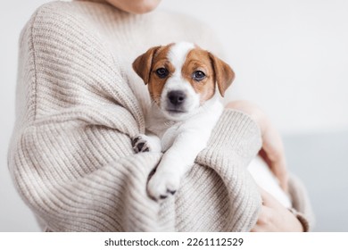 Cozy portrait of Puppy Jack Russell Terrier. Little dog two months old sitting in the ams of the owner and looking at camera