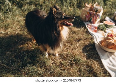 Cozy Spring Or Summer Picnic At Home With Pets. Romantic Picnic With Croissant, Fruits, Cheese And Drinks And A Dog