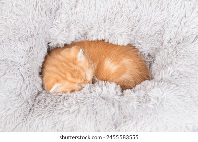 Cozy tiny ginger tabby sleeping kitten curled up into a ball on warm plaid at home. Top down view - Powered by Shutterstock