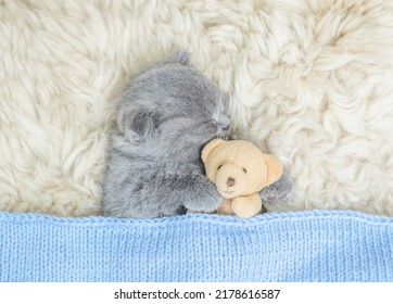 Cozy Tiny Kitten Sleeps With Favorite Toy Bear Under Warm  Blanket On A Bed At Home. Top Down View