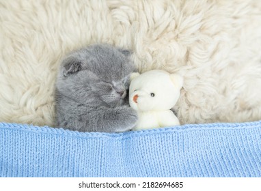 Cozy Tiny Kitten Sleeps With Favorite Toy Bear Under Warm  Blanket On A Bed At Home. Top Down View