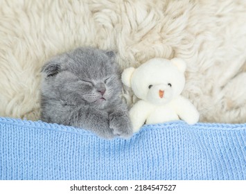 Cozy Tiny Kitten Sleeps With Favorite Toy Bear Under Warm  Blanket On A Bed At Home. Top Down View