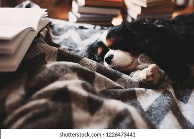 Cozy Winter Home With Dog Sleeping On Bed On Warm Blanket, Book And Cup Of Tea. Authentic House Interior.