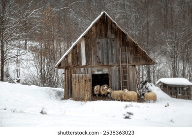 A cozy winter retreat: a peaceful scene of sheep huddle together for warmth in a wooden rustic barn - Powered by Shutterstock