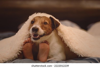 Cozy Winter Scene. Happy Dog And Child Under Warm Blanket On Winter Morning