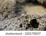 Crab