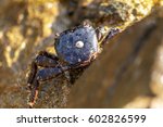 Crab