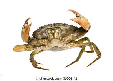 19,040 Live crab Images, Stock Photos & Vectors | Shutterstock