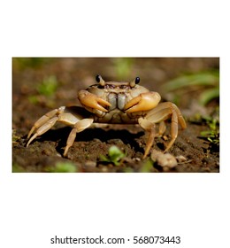 Crab