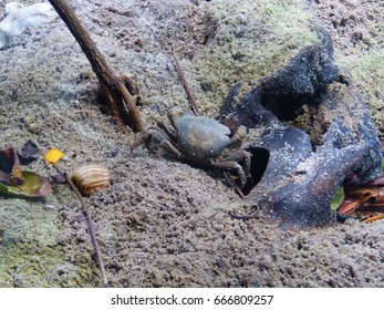 Crab