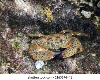 Crab In Adriatic Sea Dalmatia Coast