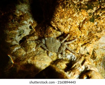 Crab In Adriatic Sea Dalmatia Coast