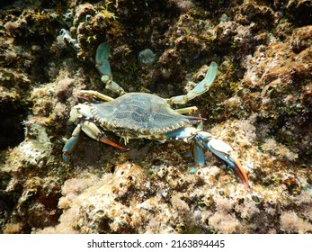 Crab In Adriatic Sea Dalmatia Coast