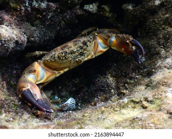 Crab In Adriatic Sea Dalmatia Coast