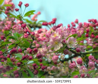 Crab Apple Blossom